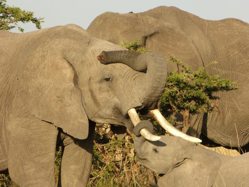Elephants of the #Mara