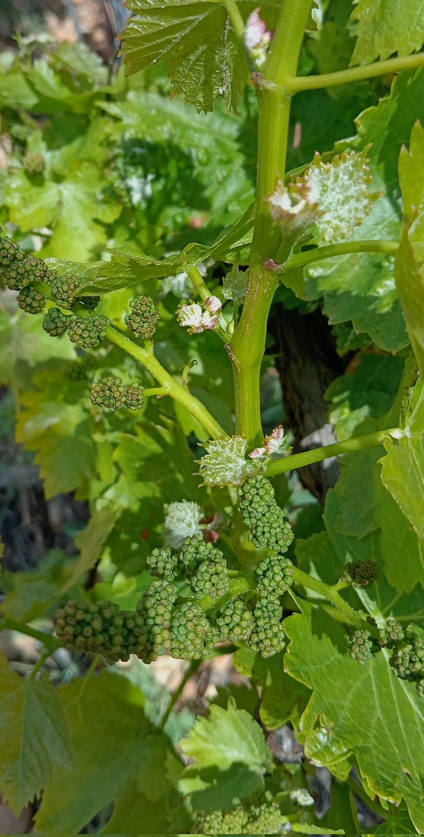 Toutes petites grappes de raisins qui deviendront grandes  !  🍇