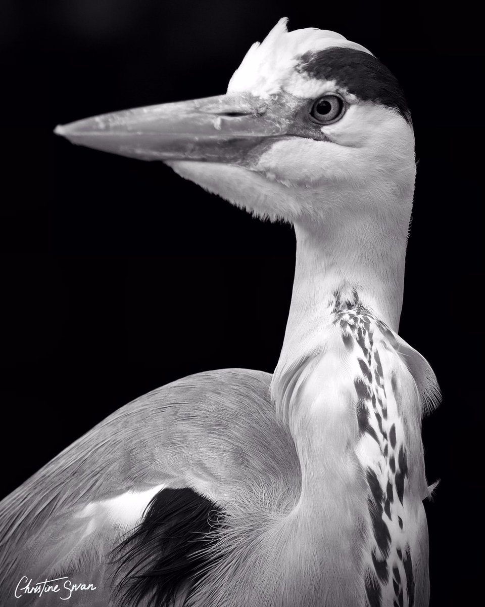 Portrait of a heron 
.
.
.
.
.
#miltonkeynes  #visitmk #lovemiltonkeynes #miltonkeynesphotography #scenesfrommk #theparkstrust #miltonkeynesphotos #birdsphotography #grandunioncanal #heron