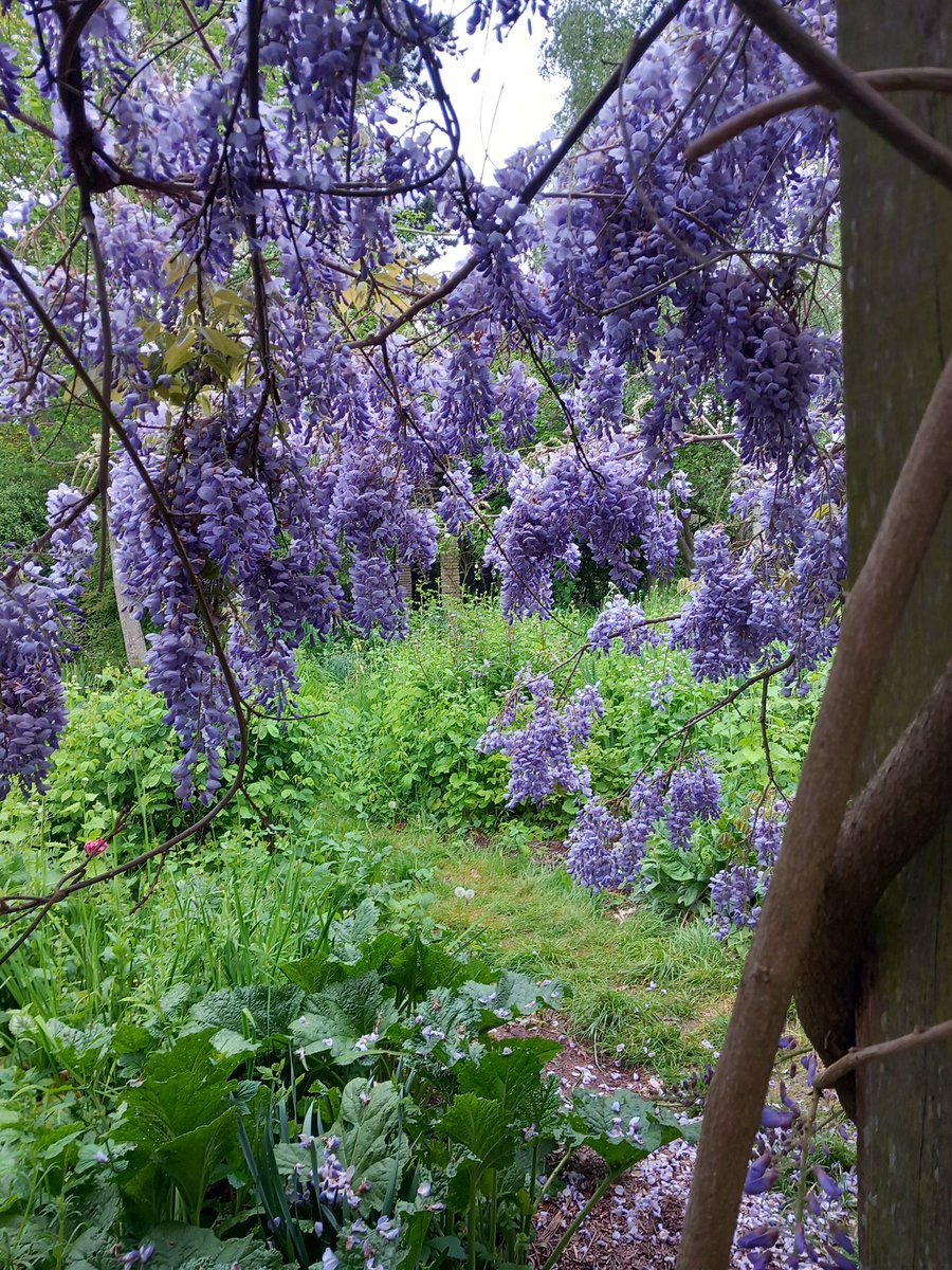 Wonderful wisteria arches @PeckhamRyePark #peckham #PictureOfSouthLondon #WalkLondon #gardens #wisteria #Blossom
