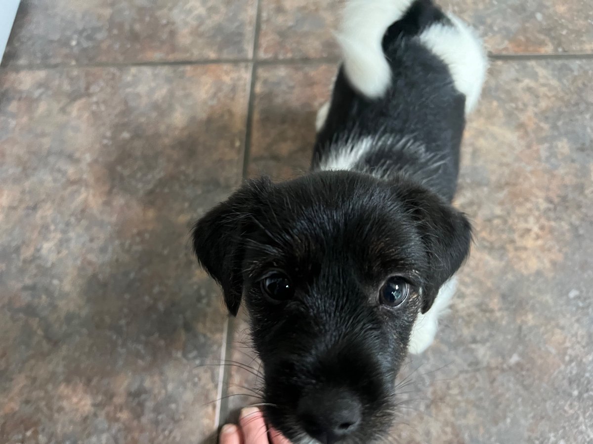 Cowboy went to strip my eyebrow off my face with his razor sharp teeth. When I moved my hands to thwart his attempt he simply went for my throat. The eyebrow attack was just a ruse. A masterstroke move. I don’t believe in reincarnation, but could this be Genghis Khan?