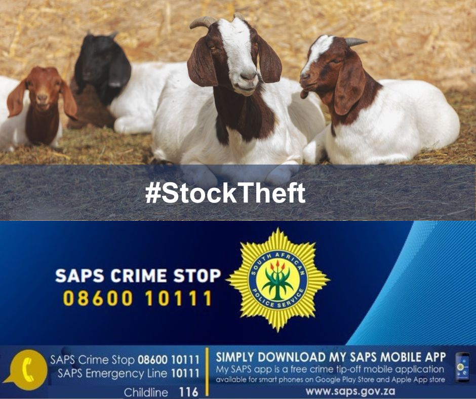 Lebowakgomo stock theft unit investigates robbery with a firearm incident following the theft of livestock worth thousands of rands  buff.ly/4a60j3i

#ArriveAlive #StockTheft @SAPoliceService