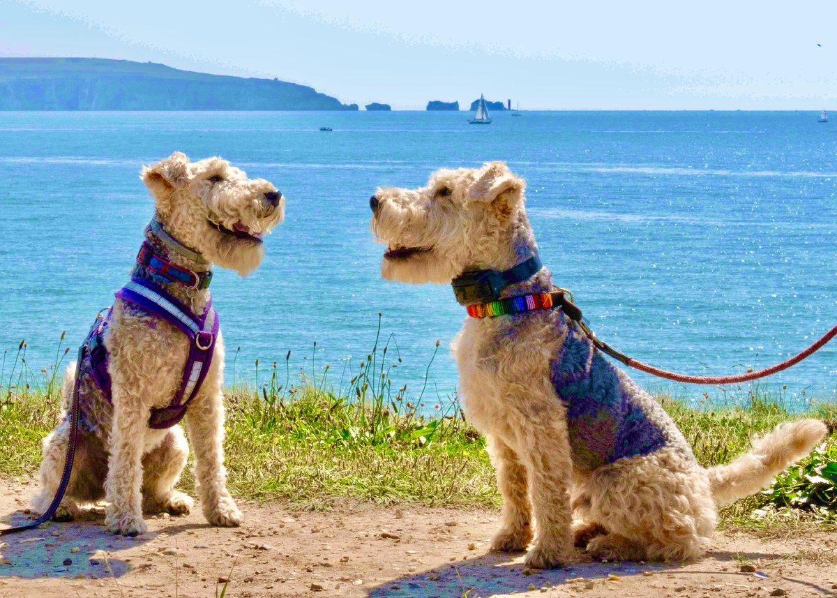 Please all join with me a wish my bestest pal Archie Lakeland a very happy 10th Birthday @ArchieLakeland