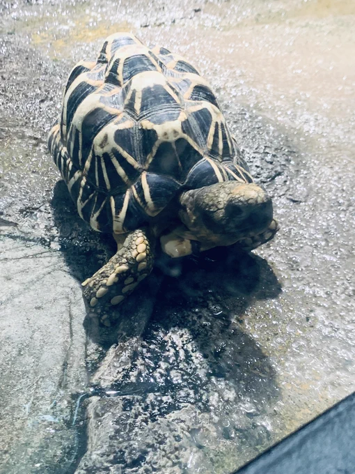 このカメ 子供が観に来ると近づいてファンサしてくれてる 