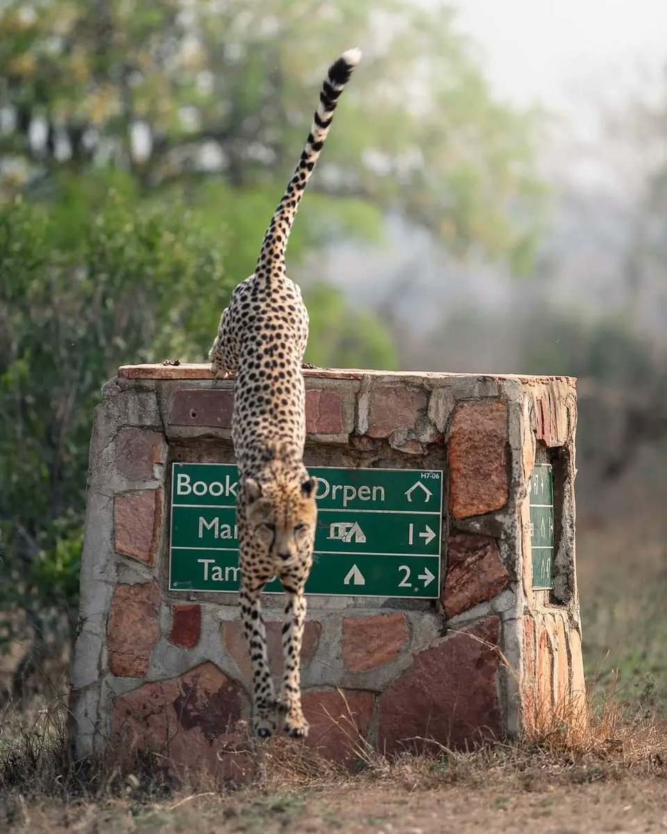 Karolina Noree's Kruger bucket list shot!

#wildlife #naturephotography #southafrica #Cheetah #krugernationalpark #LiveYourWild #meetsouthafrica #gosouthafrica #freetobesouthafrica #lovethelowveld #krugerlowveld #itsinournature