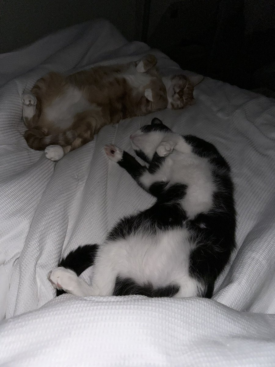 The pawparazzi (hoomum) caught me and @cat_cedric relaxing on the big bed overnight 😹 #CatsOfX #CatsOfTwitter