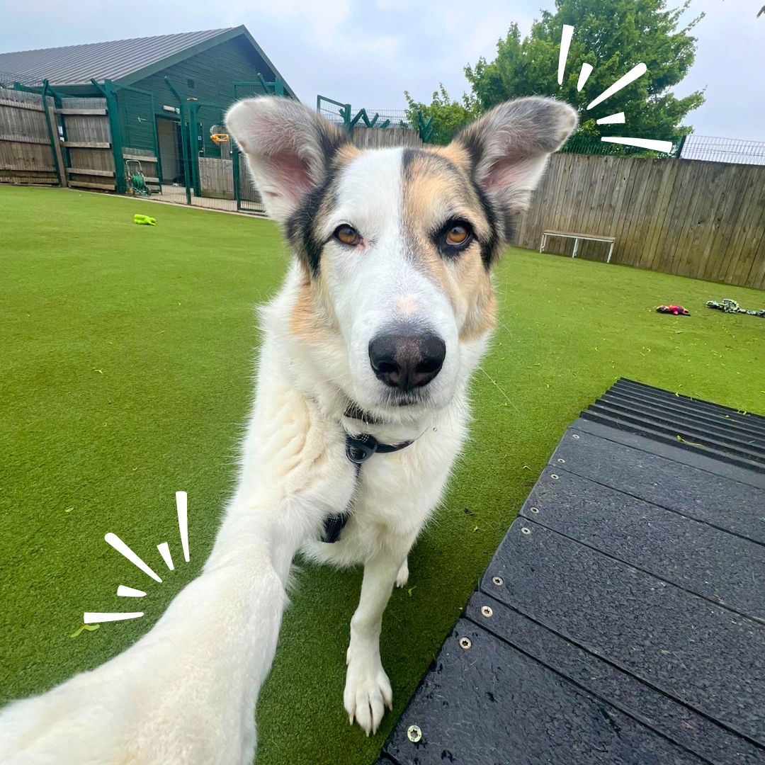 Sunday Selfies with Tux 📸

Tux is getting his best angles in the hopes that it will catch someone's eye and interest them in adopting him 💛

He is searching for an adult only home where he can be the only pet.

#PyreneanMastiff #Adoption #Rehoming #rescue #ADogIsForLife