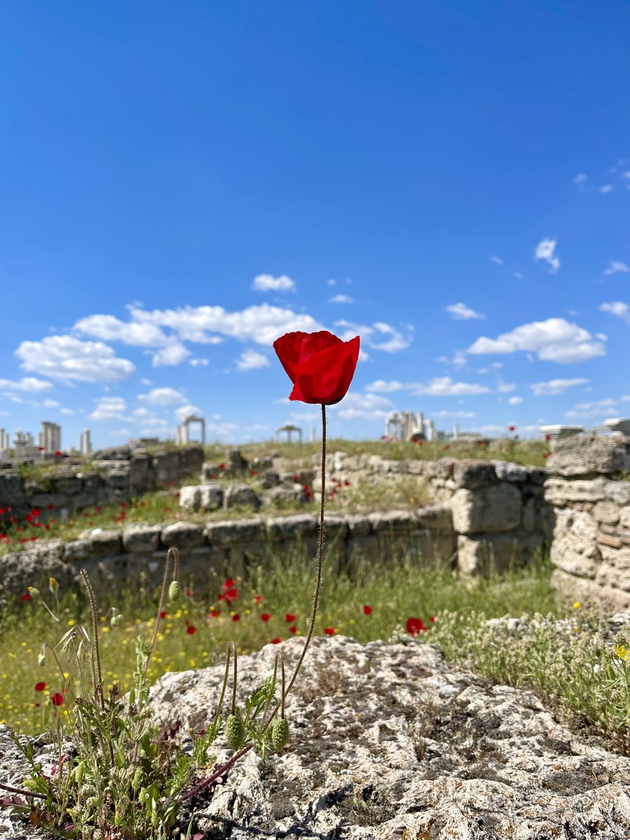 Ege’nin bir tarafının Hıdırellez’i, diğer tarafının Paskalya’sı kutlu olsun.🌹 Καλό Πάσχα! (📷: AC, 2024, Laodikeia)