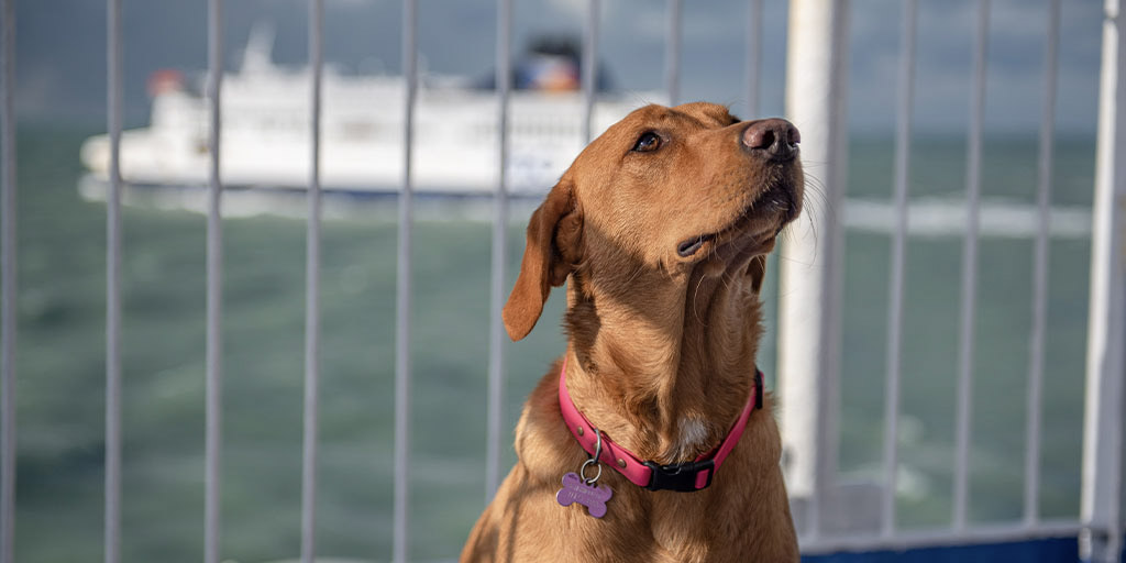 🐶 Take a look at our pet lounge on the #PODover <> #POCalais route. Please see here for more details: 🔗 poferries.com/en/routes/dove…