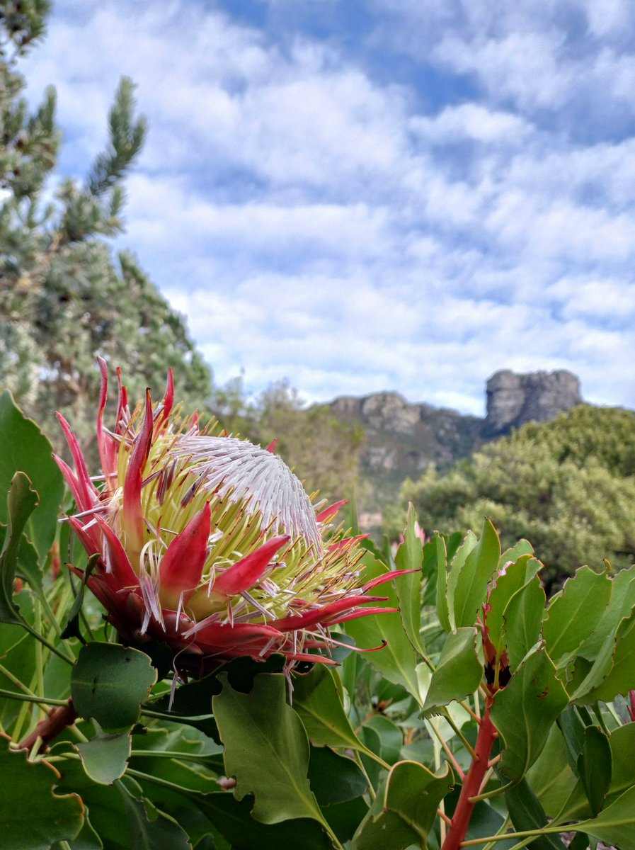 👑

#flowersofsouthafrica #kingprotea #skyscapes #mountainviews #wheretheskymeetstheland 

instagram.com/p/C6lIsmMtthA/