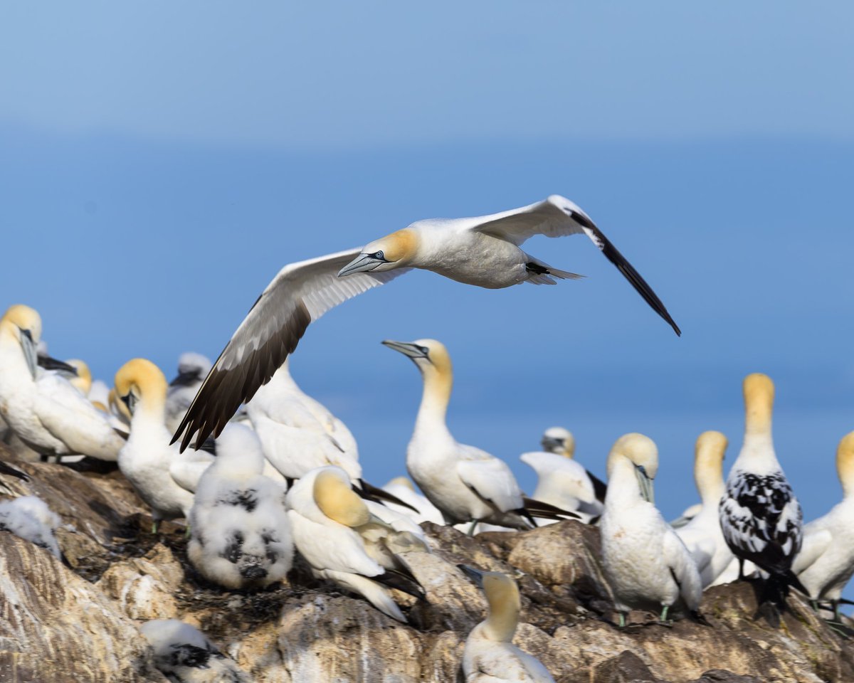 @SteelySeabirder Morning David, and a happy #SuperSeabirdSunday to all, hope to see you tomorrow when over