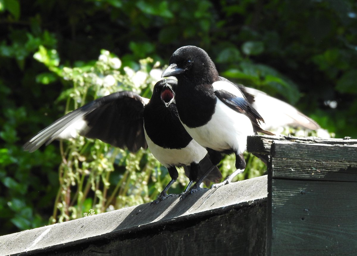 Good Morning 😊 It's Sunday and the Sun is shining. This #magpie is letting all it's mates the feeders are full