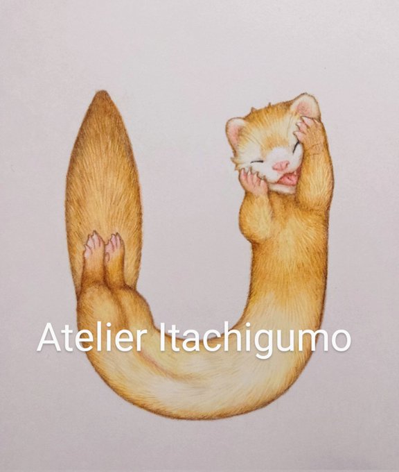 「ferret」 illustration images(Latest))