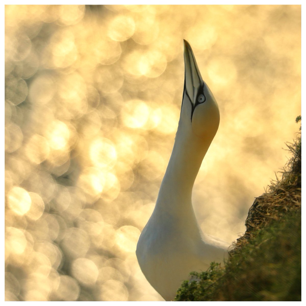 #SuperSeabirdSunday gannet in the golden hour light