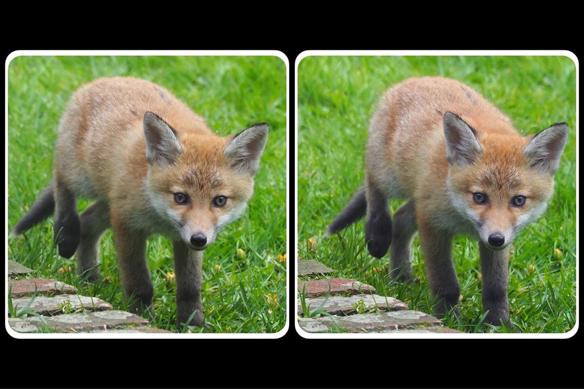 Happy bank holiday weekend! The fox cubs are very much enjoying the sunshine whilst they’re learning to dig 😍
#foxoftheday #foxcub #3Dfoxes #stereoscopicfox #stereoscopic3D #stereoscopic @ChrisGPackham #wildlife