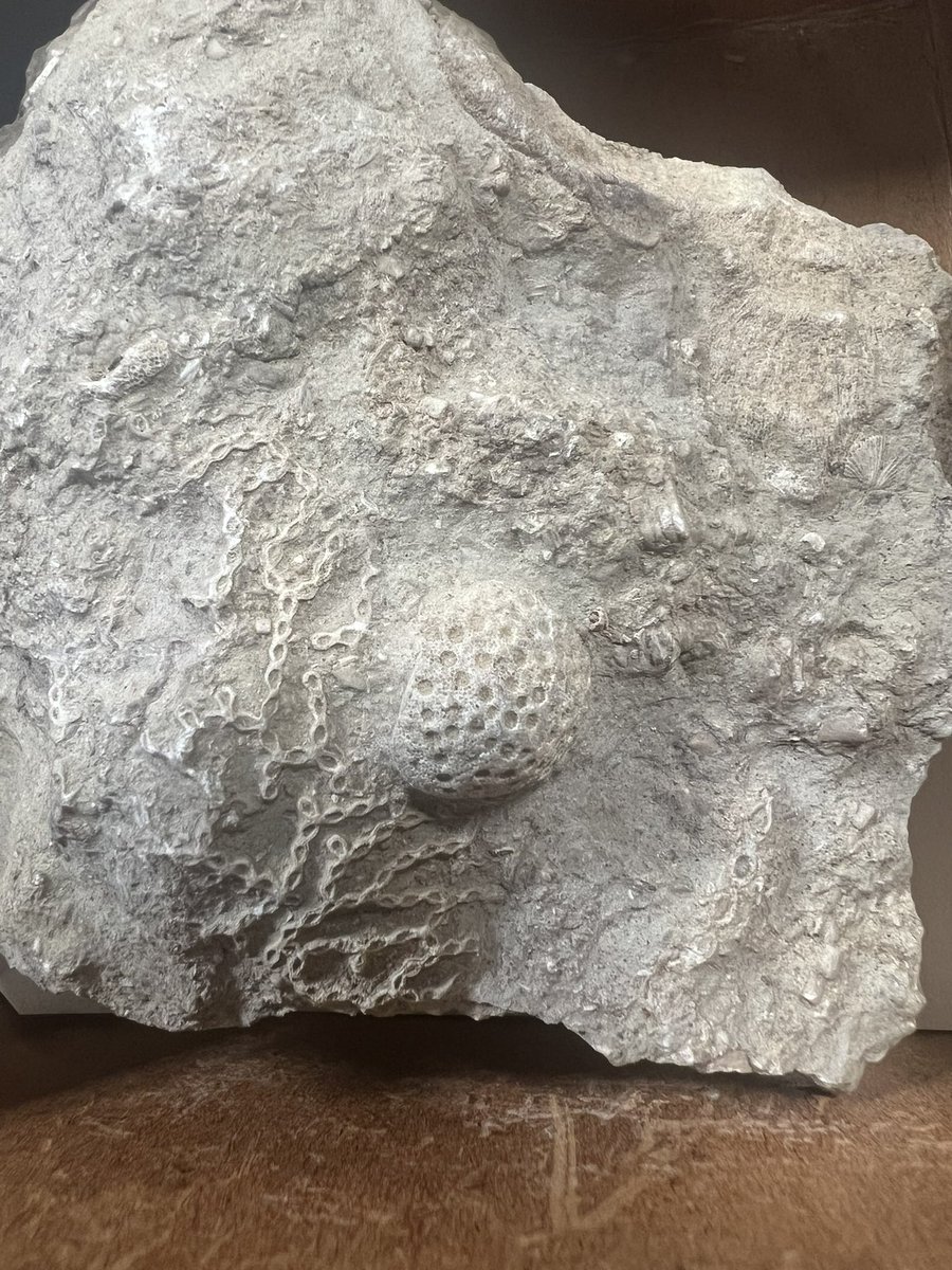 Spent some time in @ColeZoology fossil collection this week admiring and trying to identify lenticular Nummulites sp and bike-chain of Bryozoa (Pyripora huckei?) @BryozoanNhm @NHM_Micropalaeo @Nat_SCA @MrIchthyosaurus