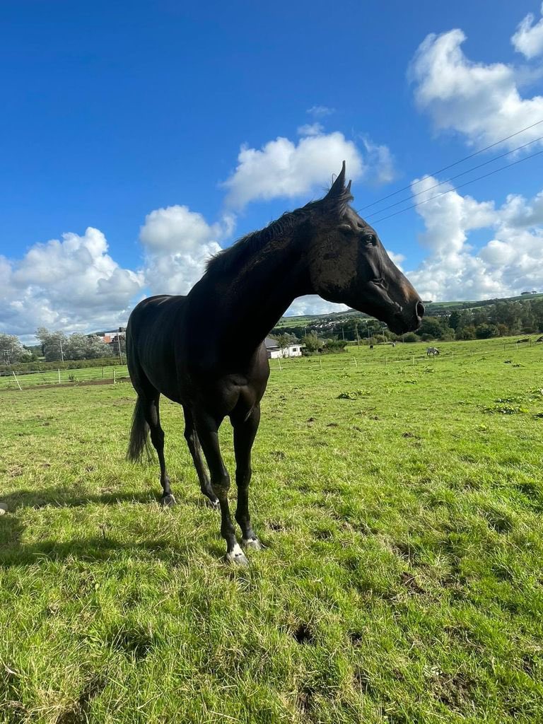 iain robertson (@iainrobertson5) on Twitter photo A rare visit to <a href="/HamiltonParkRC/">Hamilton Park</a> for Starsky today for <a href="/MikeSmithRacin1/">R Mike Smith Racing</a> , his usual pilot <a href="/311_mathers/">paddy mathers</a> on board,not his fav track but 🤞 he’s got wiser with age 🤣🤣🤣 A rare visit to <a href="/HamiltonParkRC/">Hamilton Park</a> for Starsky today for <a href="/MikeSmithRacin1/">R Mike Smith Racing</a> , his usual pilot <a href="/311_mathers/">paddy mathers</a> on board,not his fav track but 🤞 he’s got wiser with age 🤣🤣🤣