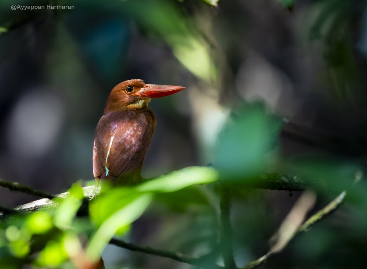 King of the mangroves.
Ruddy Kingfisher.
Pic from Port Blair.
#IndiAves #BBCWildlifePOTD #natgeoindia #SonyAlpha #ThePhotoHour