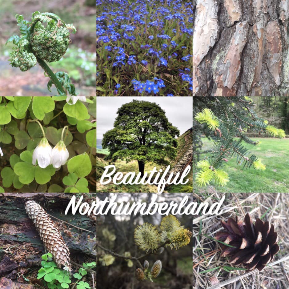 This gorgeous collage of photographs was created by a guest back in 2019, they were lucky to have visited Sycamore Gap 😍