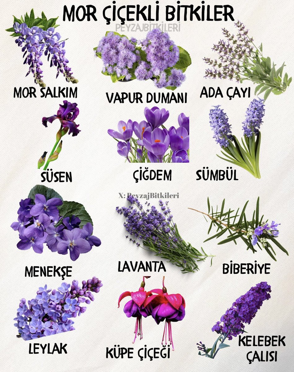 En beğendiğiniz mor çiçekli bitki hangisi?💜