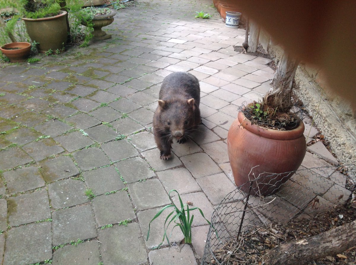 A wombat like Furlicty Embodies 'chocularity' No other colour can endow A wombat with a sense of 'wow!' If every wombat had a choice I'm sure in cocoa they'd rejoice A colour so deliciously Evocative of proficiency... Brown wombats...take a bow