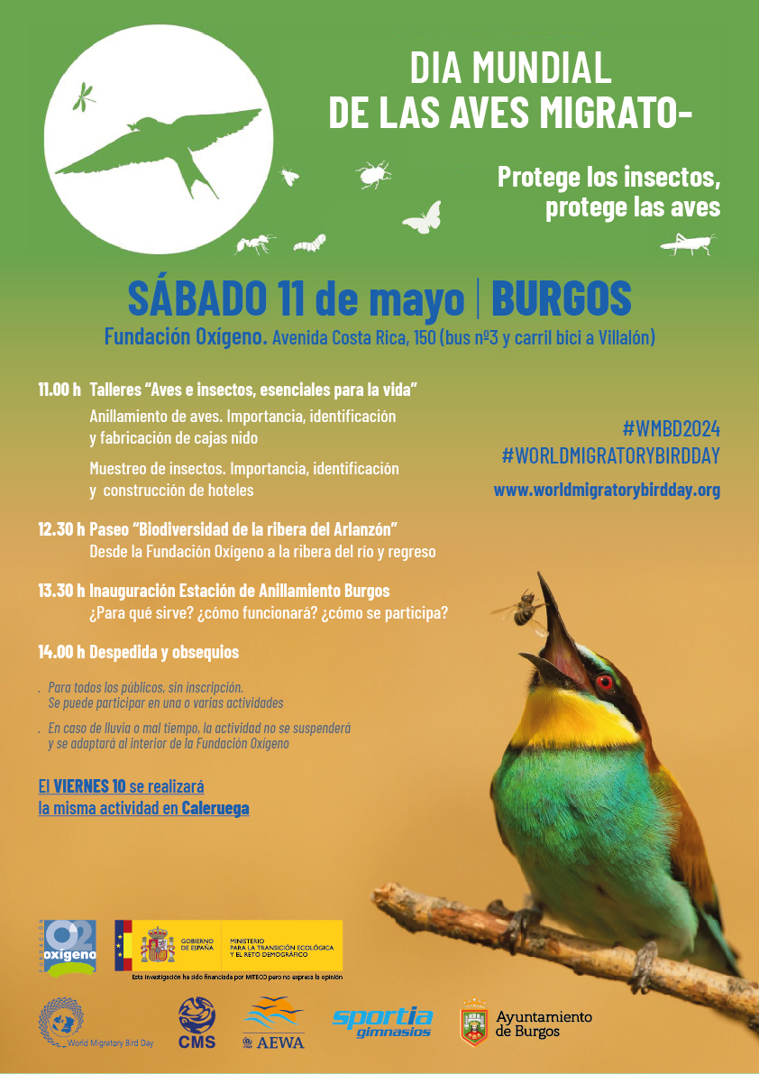 #Burgos
Sábado 11 de Mayo Amplio programa en torno a las aves y los insectos, donde vamos a descubrir no solo su importancia, sino como se trabaja para su protección, Talleres, paseo y anillamiento científico.  Abierto a todos los públicos.
Vente con nosotros.

@mitecogob