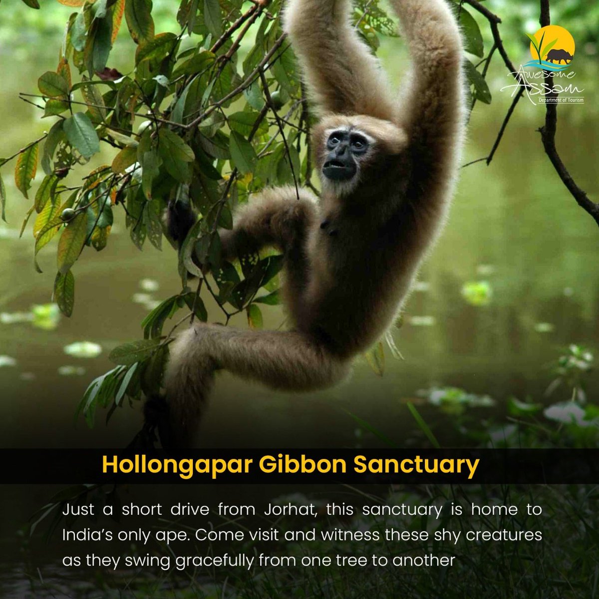 Have you been to Hollongapar Gibbon Sanctuary in Jorhat? #AwesomeAssam #AssamTourism #Tourism #TouristDestinations #Gibbon #WildLife