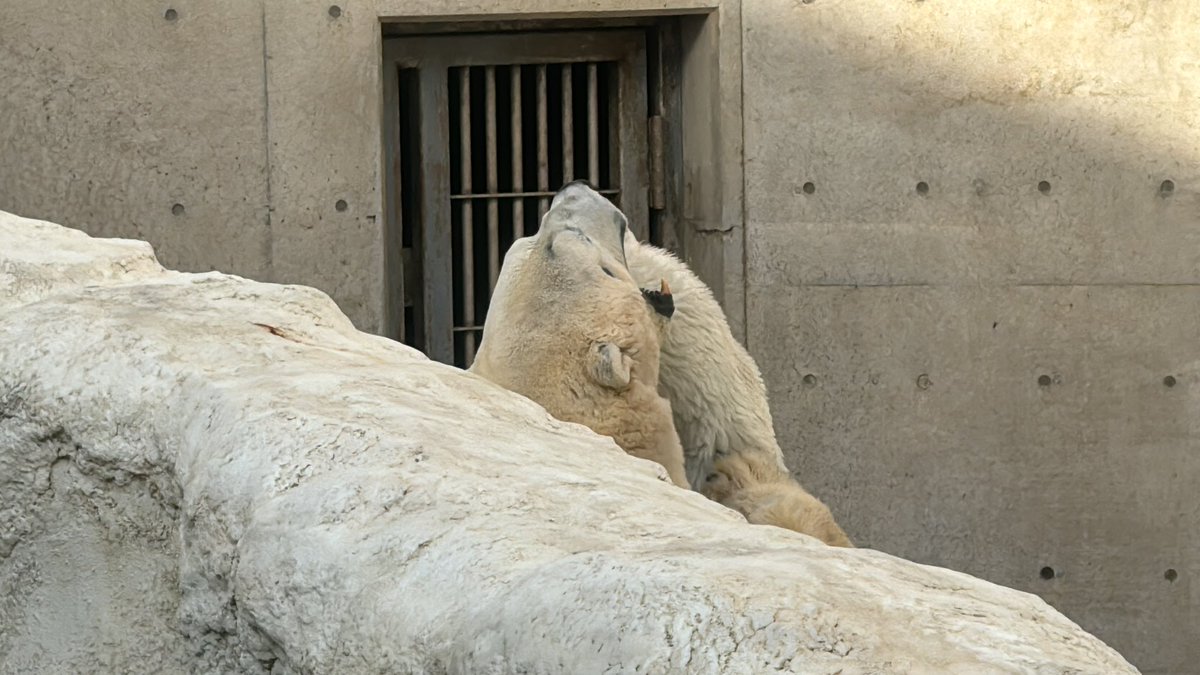 モモちゃん……
豪太を噛んで引っ張るのはやめたげて…🥺

#男鹿水族館 #ホッキョクグマ #polarbear