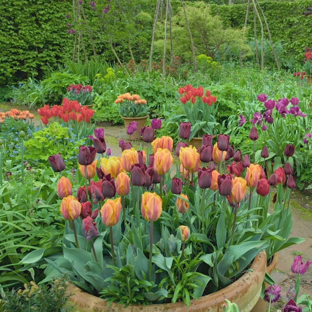 Monty's tulip displays have been absolutely amazing this year! How have yours been? We'd love to see your pics 🌷 🌷 🌷 #GardenersWorld #Gardening #Tulips #TulipMania
