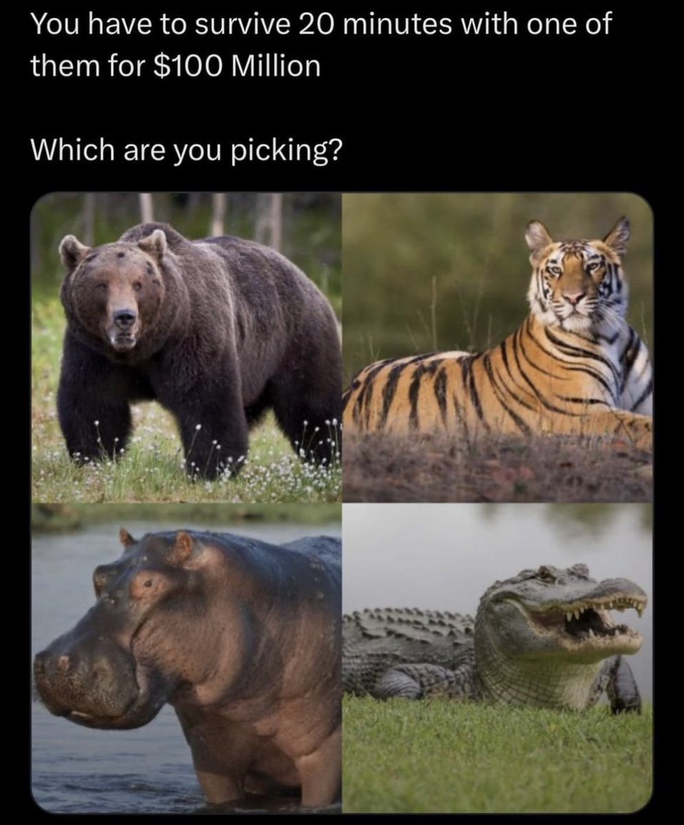 Which are you choosing?? 👀🐻