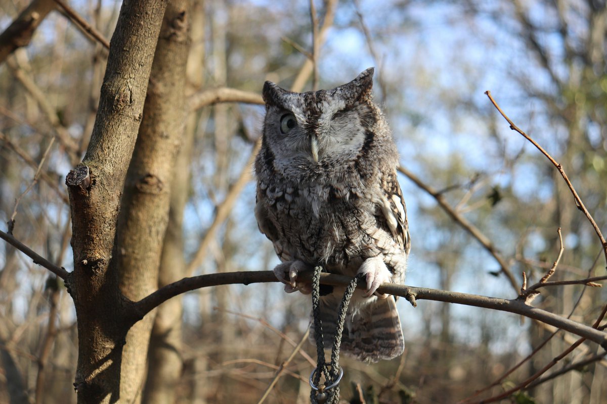 Eastern Screech Owl, Small Owl, missing an eye from a vehicle impact Taken at Fox Valley Wildlife Center in Elburn, Illinois Injured, injury, wildlife rehabilitation

📷 Mikell Darling

#nature #NaturePhotography #BIRDSTORY