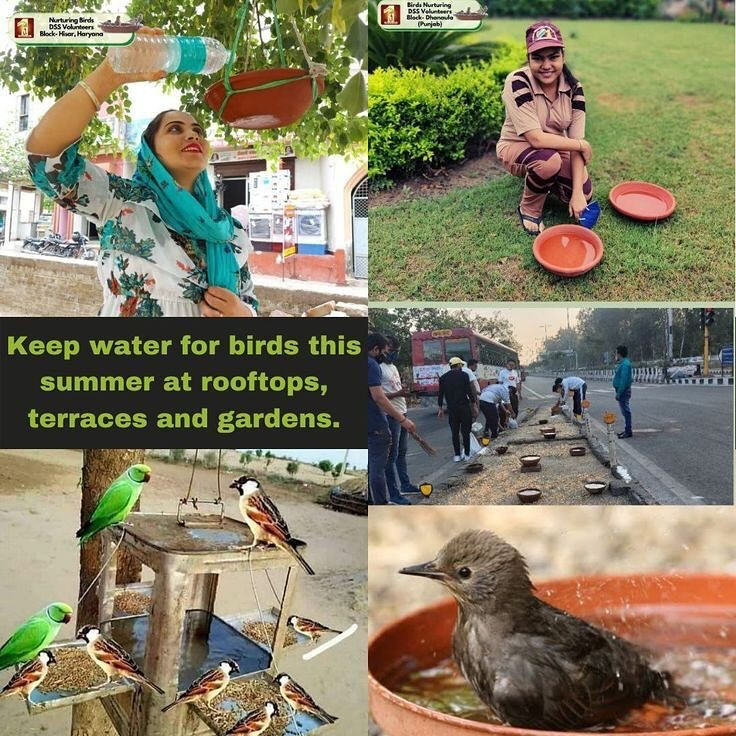 To Save Birds,water pots and bird feeders are placed at various places like rooftop,pillars and parks across cities and states under #BirdsNurturing drive by Dera Sacha Sauda disciples under the guidance of SaintMSGInsan.