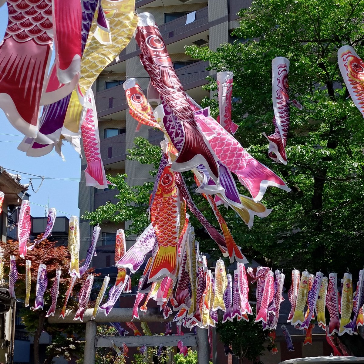 @lykIt8n8eYKQNmO Thank you for always supporting  #ARASHI 💕

Here are many carp streamers (Koinobori 🎏) I saw at a nearby shrine.  I hope you enjoy it.

#海外DJに感謝カンゲキ雨嵐 
#海外DJに鯉のぼりを届けよう