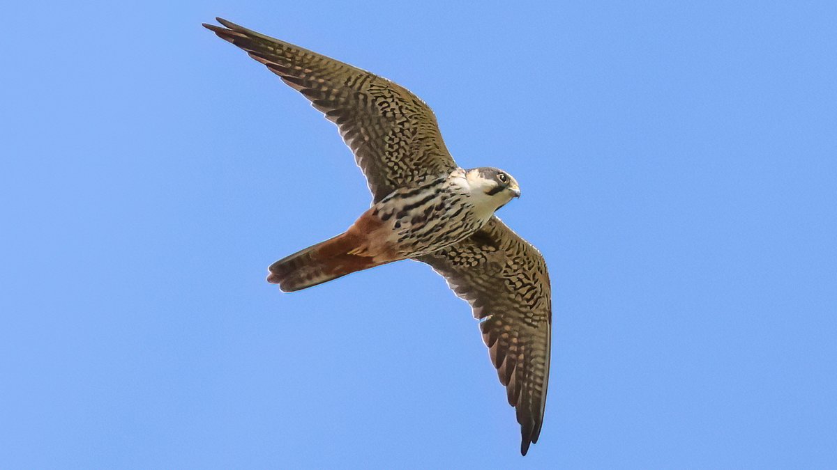 Guiding down in the Fens yesterday - we spent a very pleasant few hours at @RSPBLakenheath Fen. The Hobbys are always a highlight of this time of year - we counted 21+ from Joist Fen Viewpoint & several more over New Fen, plus 3 Bitterns & 2 more booming, Crane, several Cuckoos..