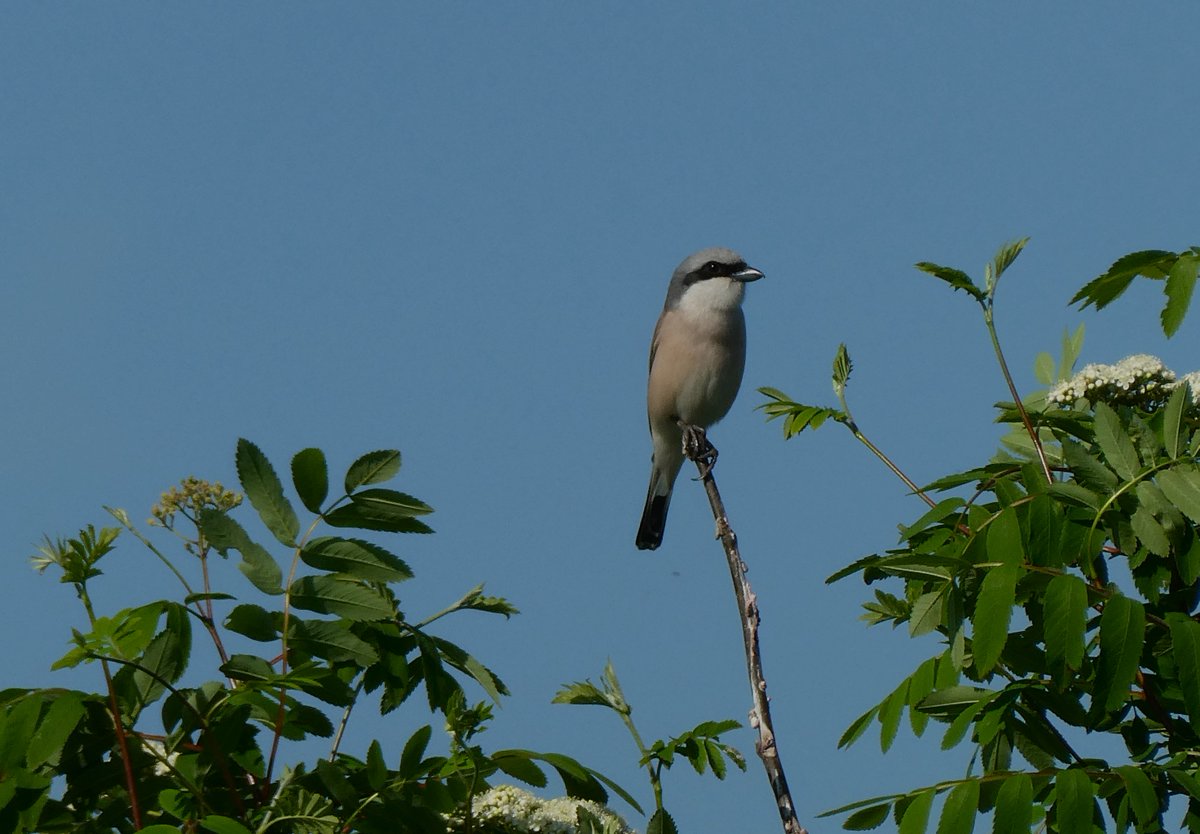 Twee mooie vogelsoorten tijdens telling #Bargerveen: man #goudvink en alweer de 7e man #grauweklauwier dit voorjaar en dat op 2 mei ! <a href="/staatsbosbeheer/">Staatsbosbeheer</a> <a href="/vogelnieuws/">Vogelbescherming NL</a> <a href="/Sovon/">Sovon Vogelonderzoek Nederland</a> #Drenthe