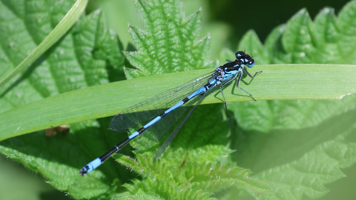 ...and a nice selection of dragonflies & damselflies now on the wing yesterday, including Hairy Dragonfly, Four-spotted Chaser, Azure & Variable Damseflies - good Hobby food!