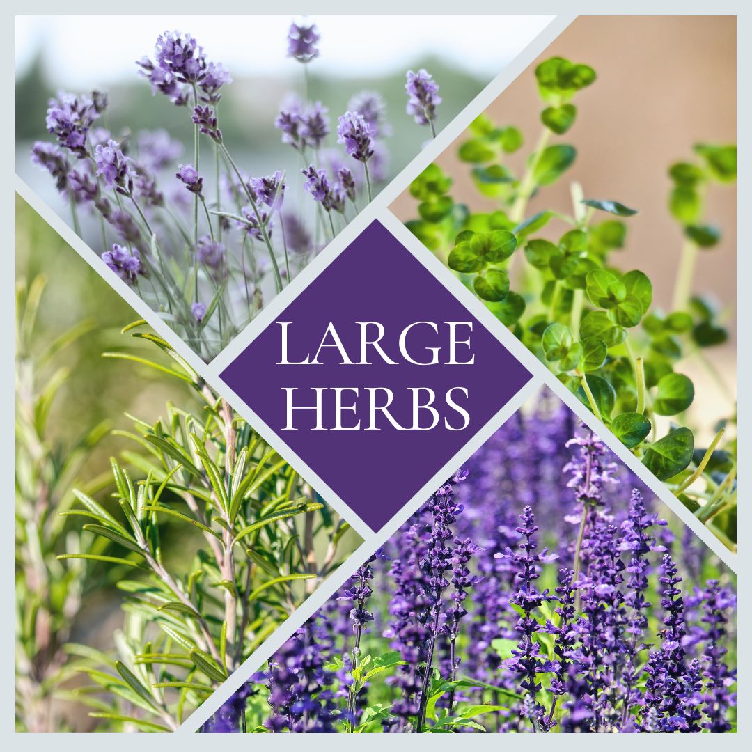 large herbs are a great way of filling up a border! Large herbs are £4.99 or 3 for £14 

#bristol #henleaze #gardening #herbs #sensoryplants #sensoryborder #plantdeals #bristolgardencentre #bristolgardenshop #shoplocal