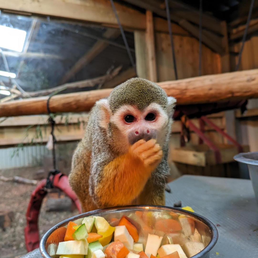 Hungry? Grab a snack with some of the residents of Northumberland College Zoo! #FeedingTimeAtTheZoo Choose one our animal experiences or become a keeper for the day ➡️ orlo.uk/WlsfC #AnimalOfTheWeek #VisitNorthumberland #AnimalCare