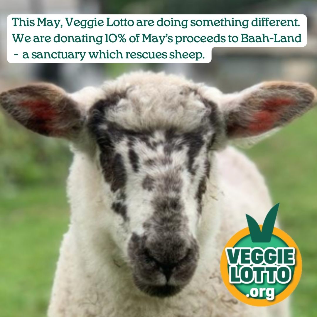 Veggie Lotto are donating 10% of May’s proceeds to Baah-Land - a sanctuary which rescues sheep. Every Veggie Lotto ticket you buy in May will help to support Baah-Land, plus provide a better future for animals, people & the planet. veggielotto.org/news/baah-land 18+ only