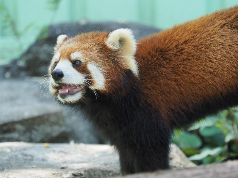 大人気だったサクユリ