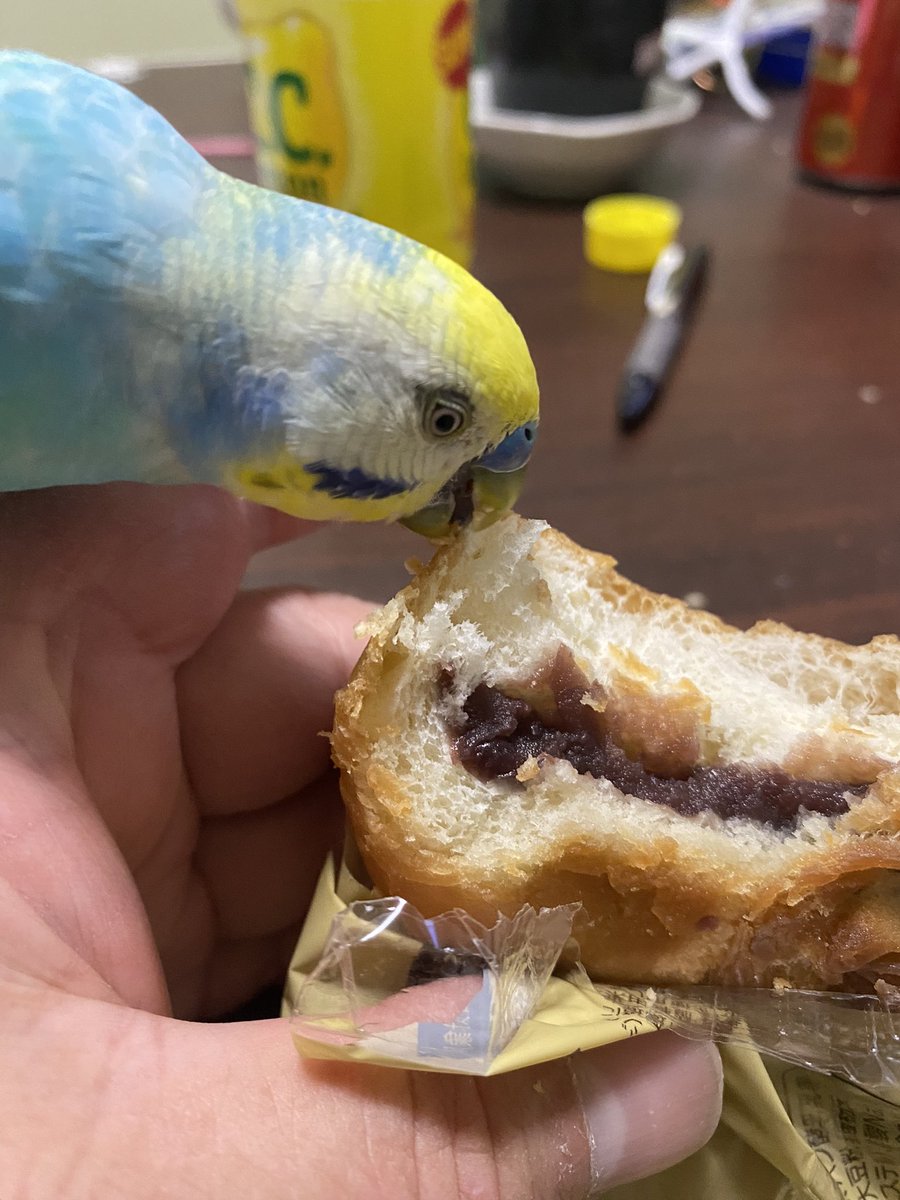 2024年5月5日の午後に可愛がってた
インコのプーが私の不注意で逃げてしまいました、自分の名前を喋る事が出来ます！
見掛けた方や保護した方はメッセージください、場所は豊田市明和町付近です
心の支えになっていた子です宜しくお願いします。何度もすみません。
＃豊田市 ＃迷子インコ