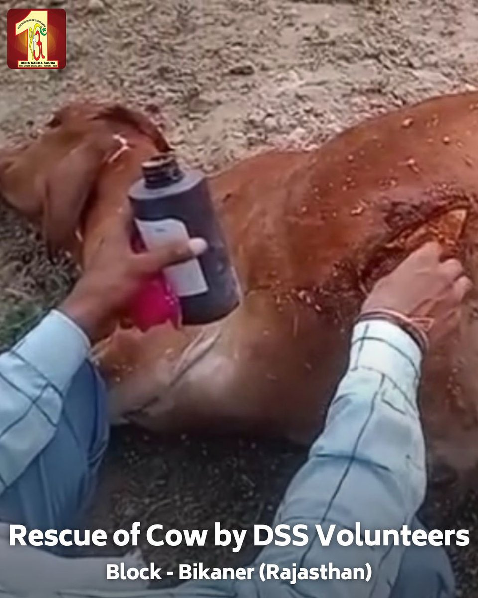 Immediate action saves lives! Volunteers from #DeraSachaSauda in Bikaner, Rajasthan, sprang into action to aid a🐄cow injured in an accident. They provided essential medical assistance on the spot. Let's all follow their lead and show compassion towards animals in need.…