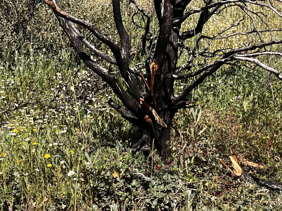 El fuego. Enemigo número uno de los árboles. Así lucen esta primavera los restos de un incendio del pasado año. Vida y muerte de un vistazo.