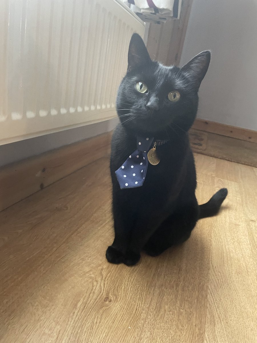 Mate stayed with me. The neighbour’s cat has learned that he can set off my Ring Doorbell and he’ll be let in. I was in the bedroom, heard the doorbell go and my mate yelled up to me ‘THERE’S A CAT WITH A BLUE TIE AT THE DOOR, SHALL I LET HIM IN!?’