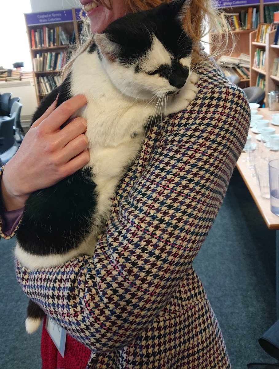 Resident purr of the Aberystwyth Town Library 😍
