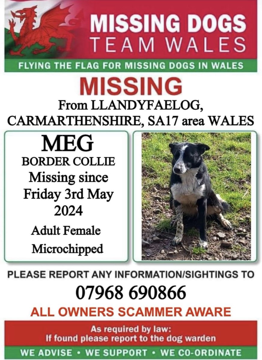 ‼️MEG IS MISSING FROM #LLANDYFAELOG AREA #CARMARTHENSHIRE #SA17 #WALES
SINCE FRIDAY 3RD MAY 

💥Meg is MICROCHIPPED so please look out for her and if seen please call attached number on this poster ⬇️⬇️