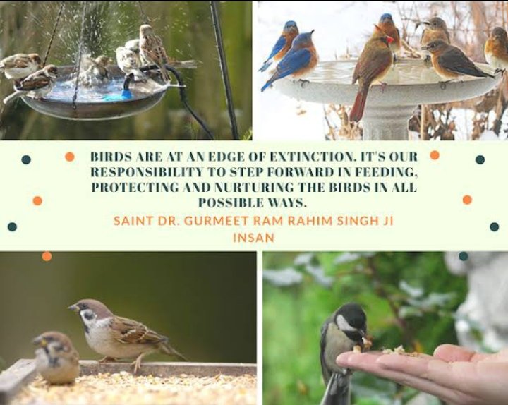 This summer, save the birds 🐦 from scorching heat by joining the 'Birds Nurturing' movement by Dera Sacha Sauda. Thousands of Dera followers have set up a routine practice of keeping feed & water for birds! #BirdsNurturing Save Birds Saint Ram Rahim