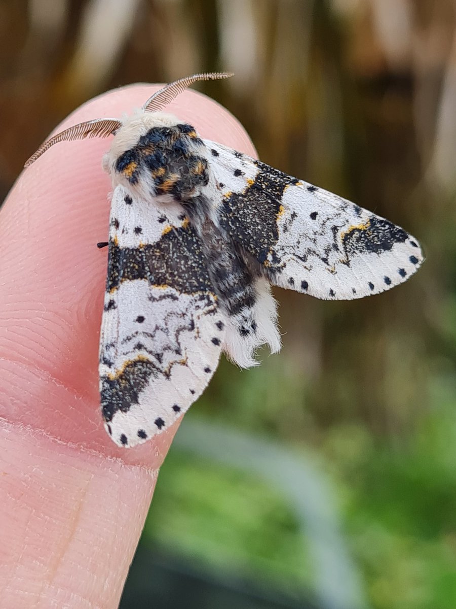One of my absolute favourite moths, the Alder Kitten, turned up last night after missing my garden last year. Some moths are a box ticking exercise, but this one always gets me a little excited! S Monmouthshire #mothsmatter #vc35