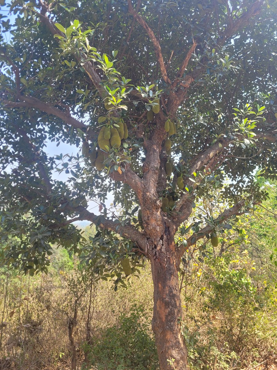 Ok judge me but I am totally taken by the कटहल trees. Yes the villagers were sniggering as I went on कटहल tourism