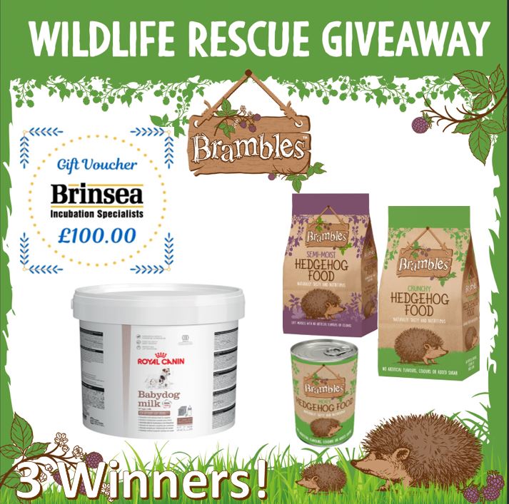 Our first Giveaway for Hedgehog Awareness Week 2024 3 Wildlife Rescues can each win:- 8 bags of Brambles Crunchy, 8 bags Semi-moist and 48 tins Meaty Hedgehog Food Hedgehog Food £100 Voucher @BrinseaUK; Royal Canin Baby Dog Milk Tweet a Rescue Ends 11.59pm 7/5/24